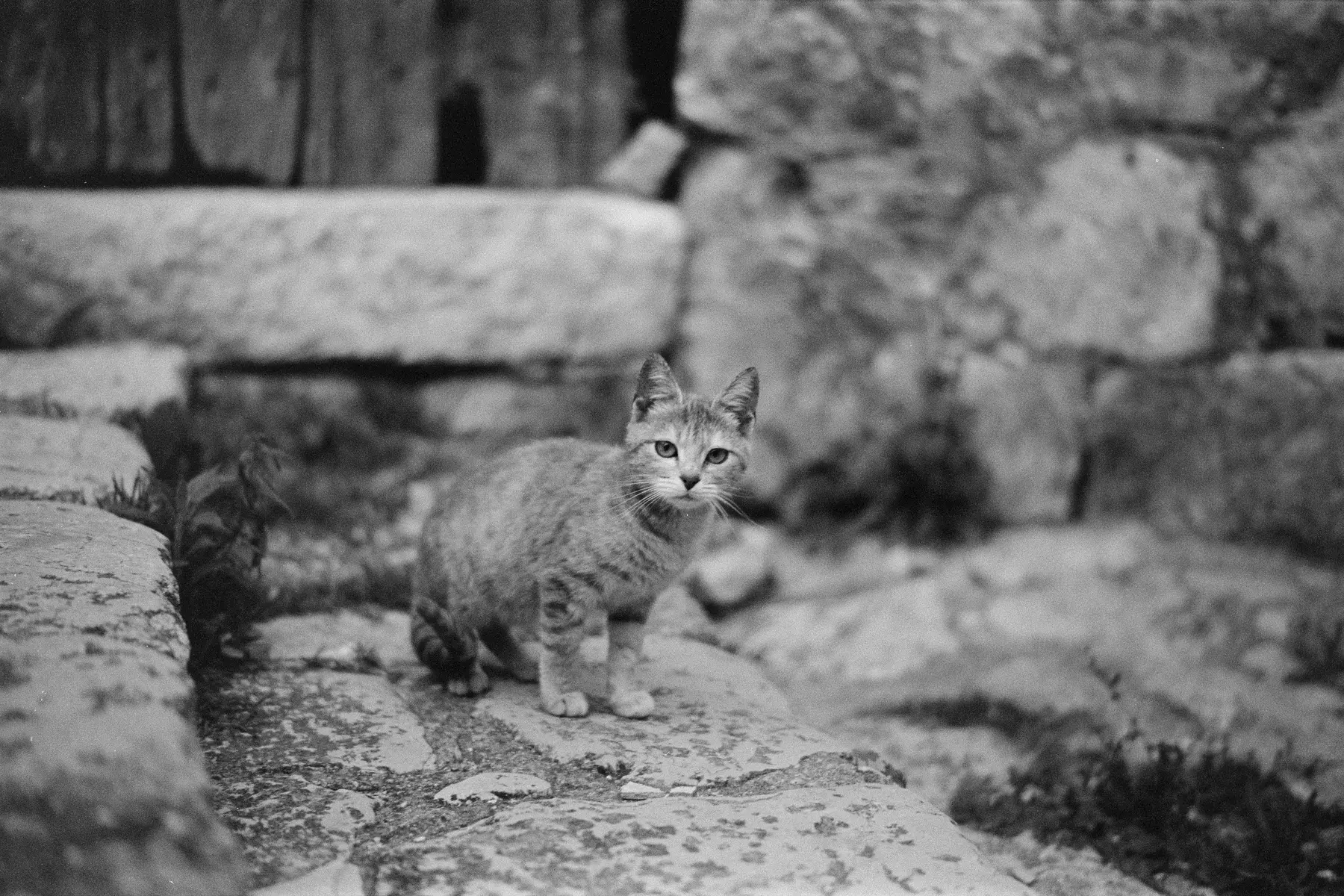 Cats of Lastovo — film photograph by Darko Ronić