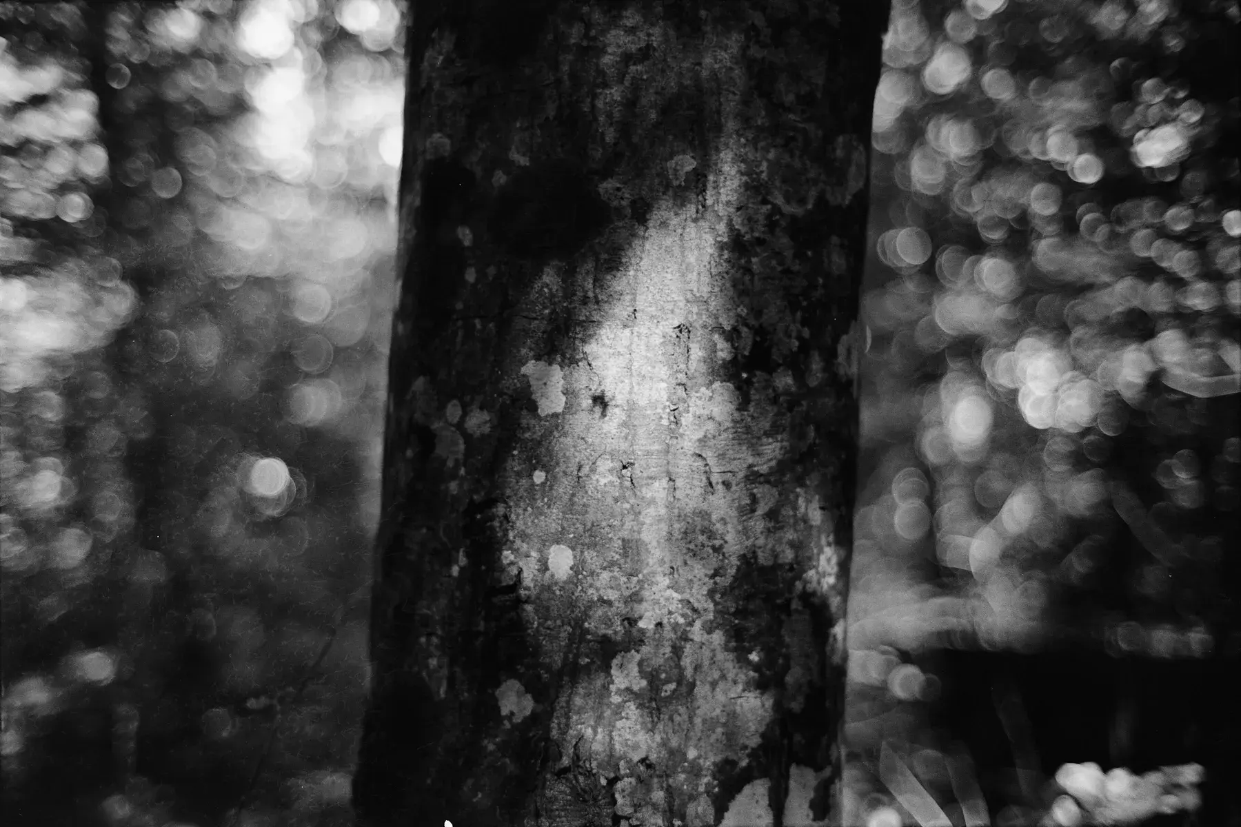 Forest Focus — film photograph by Darko Ronić