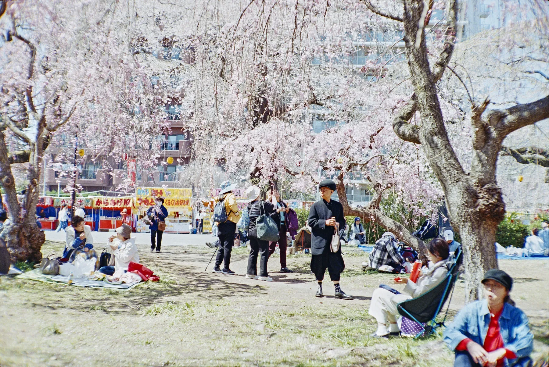 Sakura and Hanami #1 — film photograph by Darko Ronić